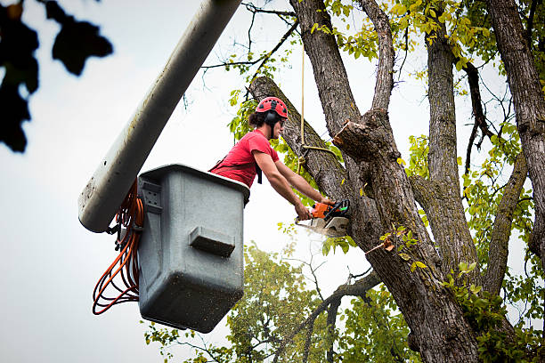 How Our Tree Care Process Works  in Sheboygan, WI